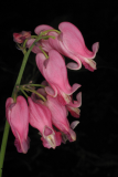 Dicentra 'King of Hearts' RCP10-2005 6.jpg